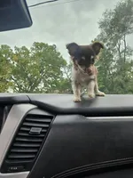 Queen rani, a female Chihuahua for sale in Des Moines, IA – 3 of 8