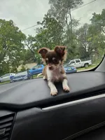 Queen rani, a female Chihuahua for sale in Des Moines, IA – 6 of 8