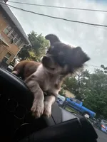 Queen rani, a female Chihuahua for sale in Des Moines, IA – 8 of 8