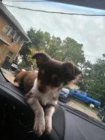 Queen rani, a female Chihuahua for sale in Des Moines, IA – 2 of 8