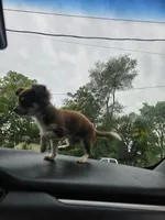 Queen rani, a female Chihuahua for sale in Des Moines, IA – 7 of 8