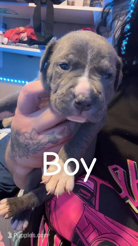 Smoky  – American Bully puppy for sale in Oshkosh, WI