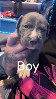 Smoky , a male American Bully for sale in Oshkosh, WI – Photo 1 of 2