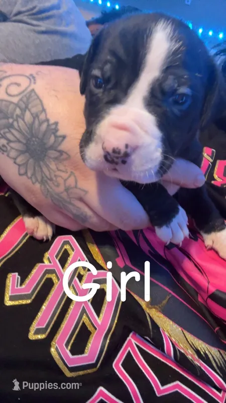 Elsa – American Bully puppy for sale in Oshkosh, WI