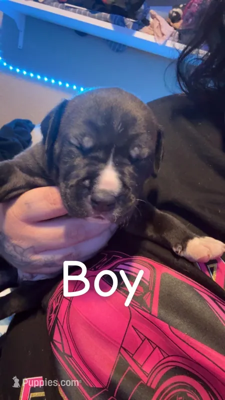 Scrump  – American Bully puppy for sale in Oshkosh, WI