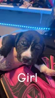 Lilo, a female American Bully for sale in Oshkosh, WI – Photo 1 of 2