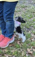 faith, a female Miniature Schnauzer for sale in Red Level, AL – Photo 2 of 5