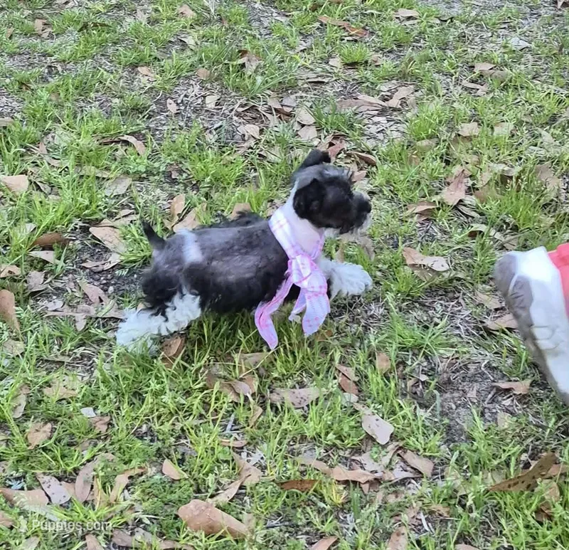 faith – Miniature Schnauzer puppy for sale in Red Level, AL