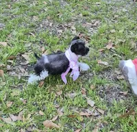 faith, a female Miniature Schnauzer for sale in Red Level, AL – Photo 5 of 5