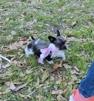 faith, a female Miniature Schnauzer for sale in Red Level, AL – Photo 3 of 5