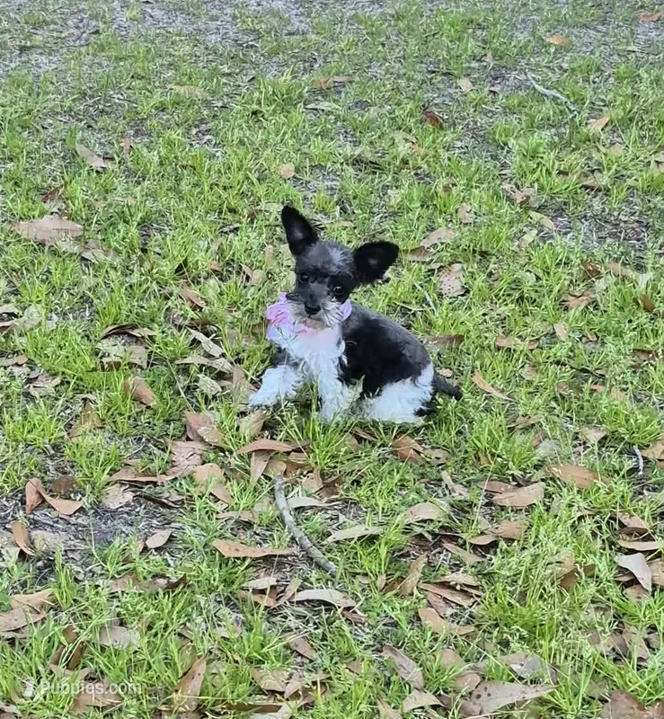 faith – Miniature Schnauzer puppy for sale in Red Level, AL