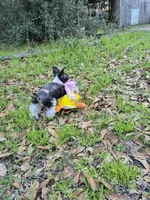 faith, a female Miniature Schnauzer for sale in Red Level, AL – Photo 4 of 5