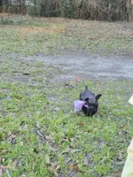 Felix, a male Miniature Schnauzer for sale in Red Level, AL – Photo 9 of 9