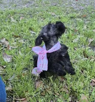 Felix, a male Miniature Schnauzer for sale in Red Level, AL – Photo 6 of 9
