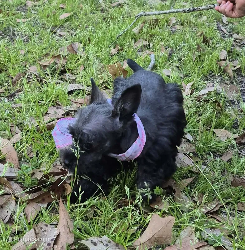 Felix – Miniature Schnauzer puppy for sale in Red Level, AL