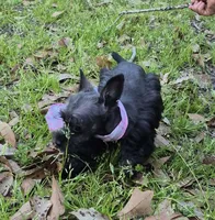 Felix, a male Miniature Schnauzer for sale in Red Level, AL – Photo 2 of 9