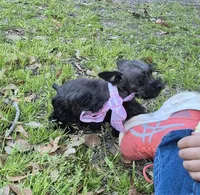 Felix, a male Miniature Schnauzer for sale in Red Level, AL – Photo 5 of 9