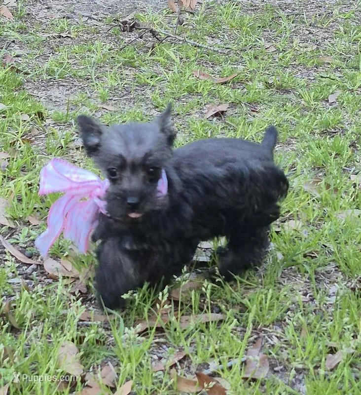 Felix – Miniature Schnauzer puppy for sale in Red Level, AL