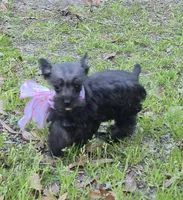 Felix, a male Miniature Schnauzer for sale in Red Level, AL – Photo 1 of 9