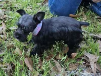 Felix, a male Miniature Schnauzer for sale in Red Level, AL – Photo 4 of 9