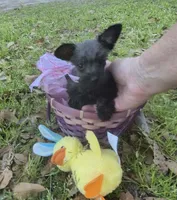 Felix, a male Miniature Schnauzer for sale in Red Level, AL – Photo 8 of 9