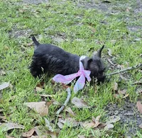 Felix, a male Miniature Schnauzer for sale in Red Level, AL – Photo 3 of 9