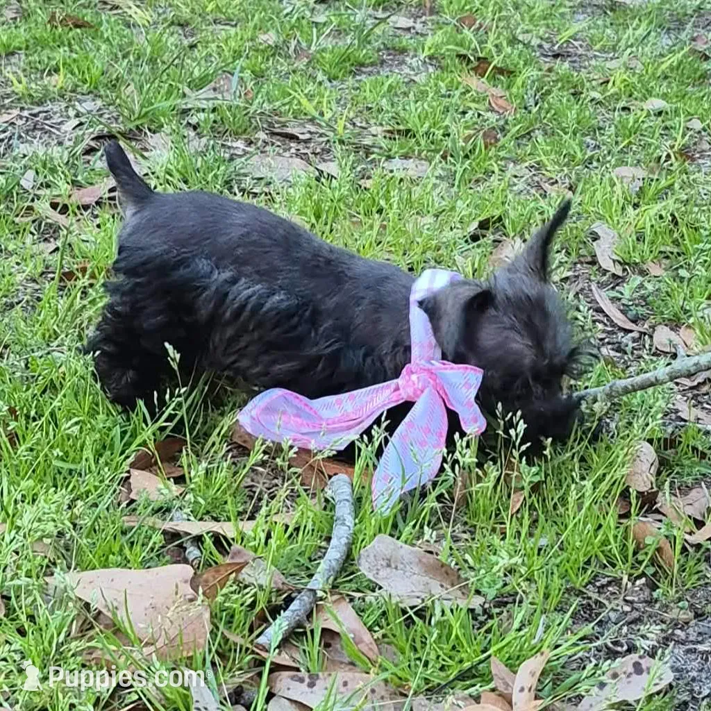 Felix – Miniature Schnauzer puppy for sale in Red Level, AL