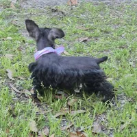 Felix, a male Miniature Schnauzer for sale in Red Level, AL – Photo 7 of 9