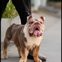 Tyc, a male English Bulldog for sale in Huntington Beach, CA – Photo 1 of 4