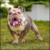 Tyc, a male English Bulldog for sale in Huntington Beach, CA – Photo 4 of 4