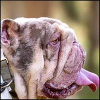 Tyc, a male English Bulldog for sale in Huntington Beach, CA – Photo 3 of 4