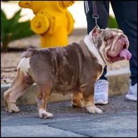 Tyc, a male English Bulldog for sale in Huntington Beach, CA – Photo 2 of 4