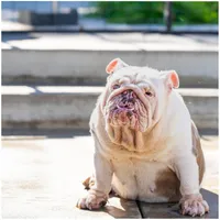 Qwee, a female English Bulldog for sale in Huntington Beach, CA – Photo 6 of 6