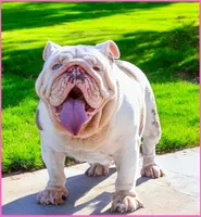 Qwee, a female English Bulldog for sale in Huntington Beach, CA – Photo 1 of 6