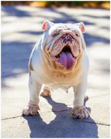 Qwee, a female English Bulldog for sale in Huntington Beach, CA – Photo 4 of 6