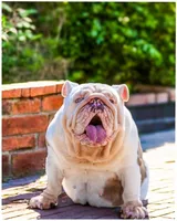 Qwee, a female English Bulldog for sale in Huntington Beach, CA – Photo 2 of 6