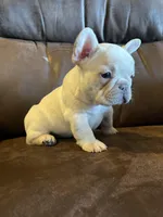 Bubbles, a male French Bulldog for sale in Mustang, OK – Photo 4 of 6