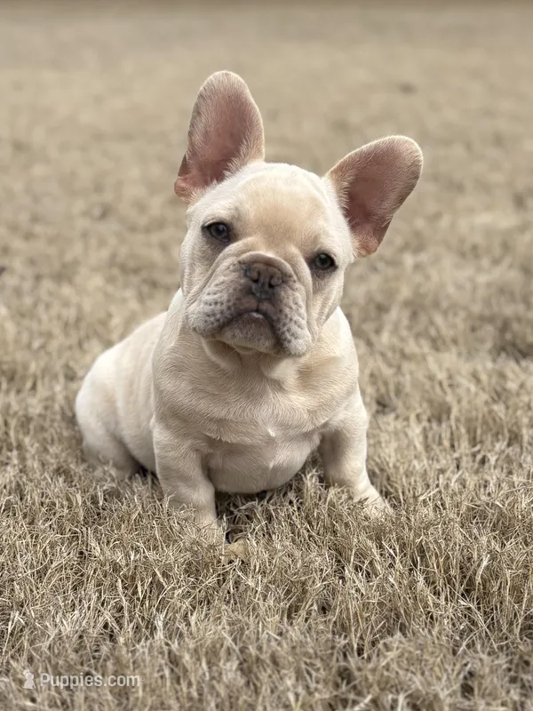 Bubbles – French Bulldog puppy for sale in Mustang, OK