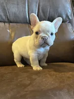 Bubbles, a male French Bulldog for sale in Mustang, OK – Photo 2 of 6