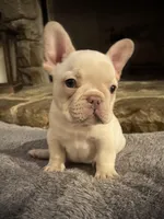 Bubbles, a male French Bulldog for sale in Mustang, OK – Photo 3 of 6