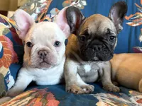 Julian, a male French Bulldog for sale in Mustang, OK – Photo 4 of 5