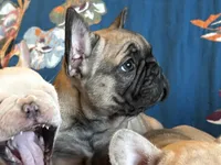 Julian, a male French Bulldog for sale in Mustang, OK – Photo 1 of 5