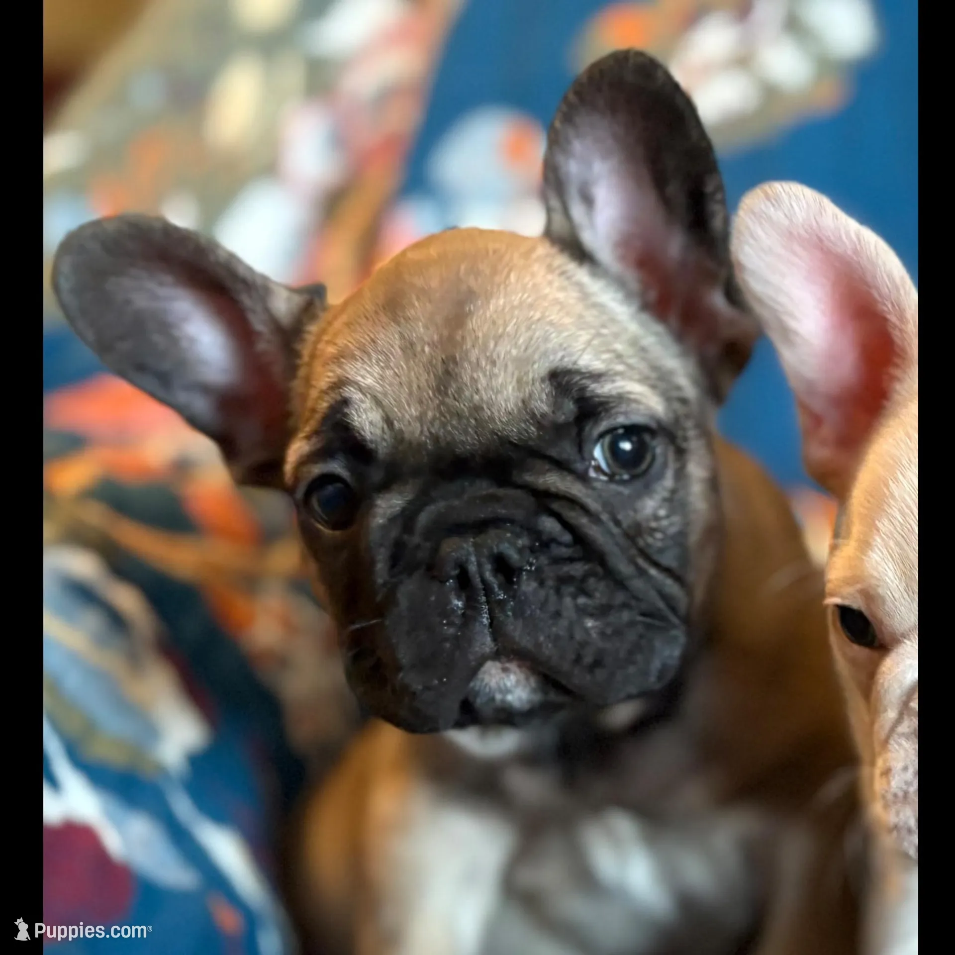 Julian, a male French Bulldog for sale in Mustang, OK – Photo 2 of 5