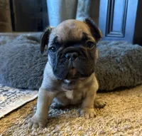 Julian, a male French Bulldog for sale in Mustang, OK – Photo 5 of 5