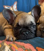 Julian, a male French Bulldog for sale in Mustang, OK – Photo 3 of 5