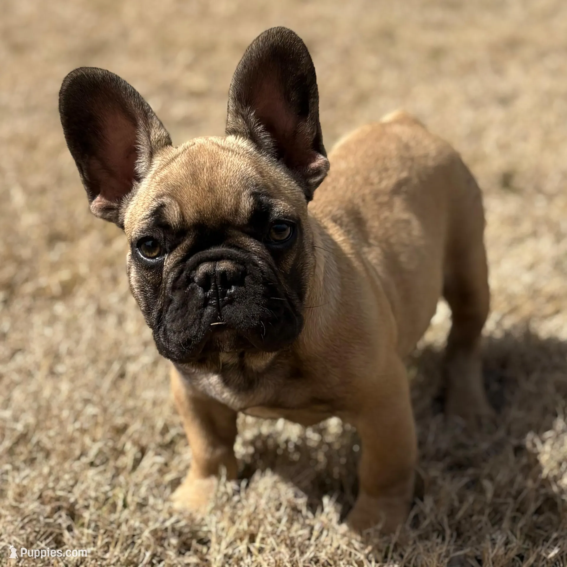 Julian – French Bulldog puppy for sale in Mustang, OK
