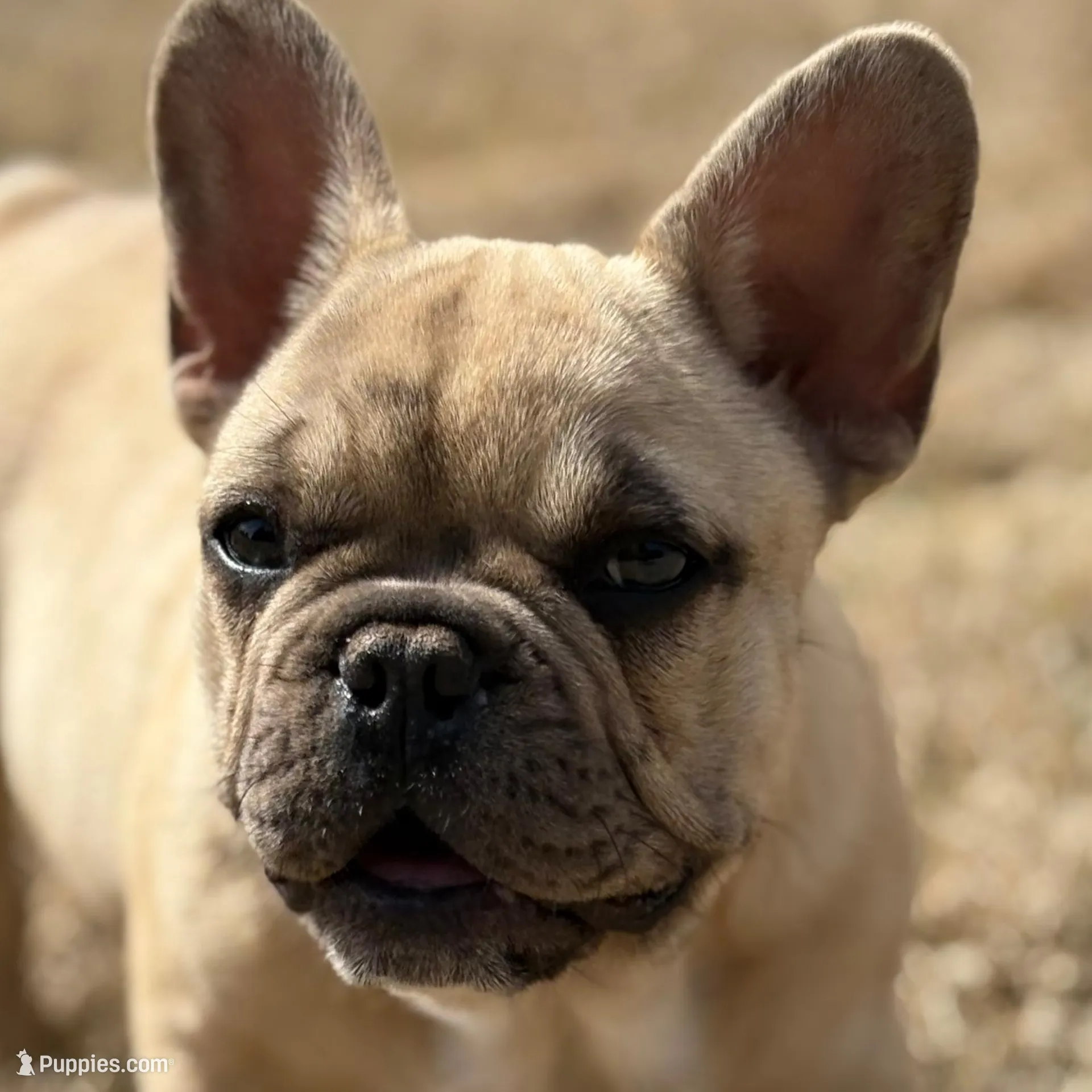 Ricky – French Bulldog puppy for sale in Mustang, OK