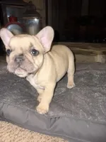 Ricky, a male French Bulldog for sale in Mustang, OK – Photo 3 of 5