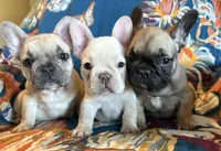 Ricky, a male French Bulldog for sale in Mustang, OK – Photo 4 of 5