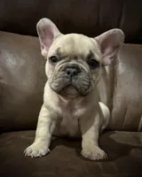 Ricky, a male French Bulldog for sale in Mustang, OK – Photo 5 of 5